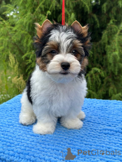 Foto №3. Biber Terrier. Weißrussland