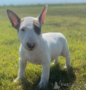Foto №1. bullterrier - zum Verkauf in der Stadt Alicante | verhandelt | Ankündigung № 175877