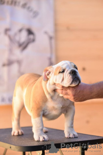 Foto №3. Englische Bulldogge. Serbien