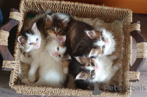 Foto №3. Maine-Coon-Kätzchen. Schweden
