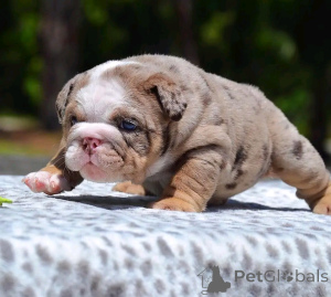 Foto №3. Englische Bulldoggenwelpen zur Adoption Verflügbar. Deutschland