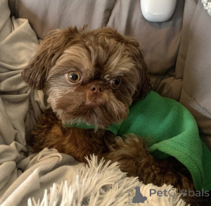 Foto №3. Schöne Shih Tzu Welpen zum Verkauf. Deutschland