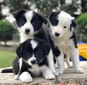 Foto №1. border collie - zum Verkauf in der Stadt Warschau | 400€ | Ankündigung № 124418