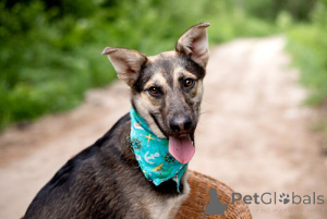 Foto №1. mischlingshund - zum Verkauf in der Stadt Moskwa | Frei | Ankündigung № 145662