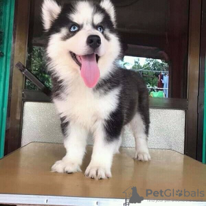 Foto №2 zu Ankündigung № 119697 zu verkaufen siberian husky - einkaufen Litauen quotient 	ankündigung