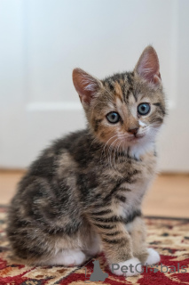 Foto №4. Ich werde verkaufen europäisch kurzhaar in der Stadt Tampere. quotient 	ankündigung, züchter - preis - 500€