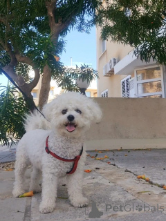 Foto №2 zu Ankündigung № 173320 zu verkaufen bichon frisé - einkaufen Polen quotient 	ankündigung