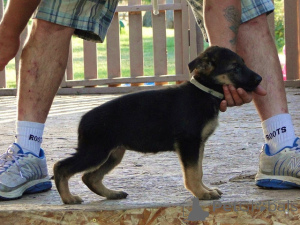 Foto №4. Ich werde verkaufen deutscher schäferhund in der Stadt Stadt von London.  - preis - verhandelt