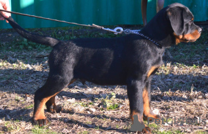 Foto №4. Ich werde verkaufen rottweiler in der Stadt Werbass.  - preis - verhandelt