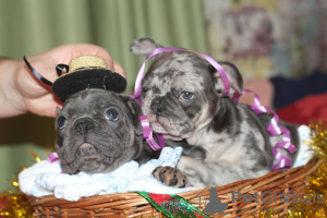 Foto №2 zu Ankündigung № 8488 zu verkaufen französische bulldogge - einkaufen Ukraine züchter