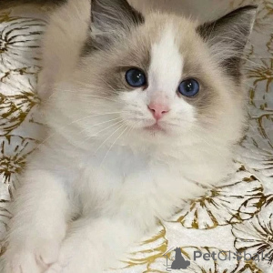 Foto №2 zu Ankündigung № 156266 zu verkaufen ragdoll-katze - einkaufen Österreich quotient 	ankündigung