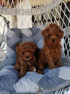 Zusätzliche Fotos: Red miniature poodle puppies