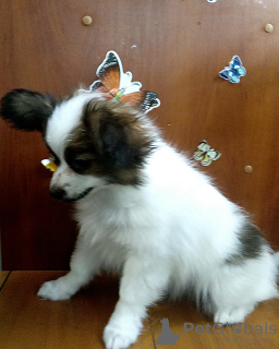 Foto №3. Papillon-Junge. Ukraine