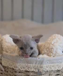 Foto №1. devon rex - zum Verkauf in der Stadt Ankum | 580€ | Ankündigung № 174806