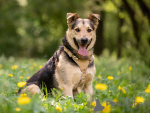 Foto №2 zu Ankündigung № 154141 zu verkaufen mischlingshund - einkaufen Russische Föderation quotient 	ankündigung