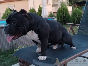 Foto №2 zu Ankündigung № 78253 zu verkaufen american bully - einkaufen Bulgarien züchter