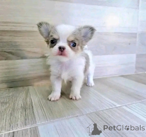 Foto №3. Mollys schöne Welpen zum Rehoming. USA