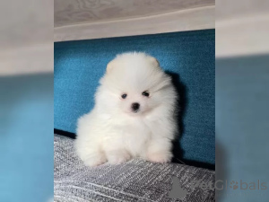 Foto №1. pommersche spitz - zum Verkauf in der Stadt Дортмунд | 600€ | Ankündigung № 136702