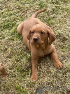 Foto №1. labrador retriever - zum Verkauf in der Stadt Houston | 663€ | Ankündigung № 108828