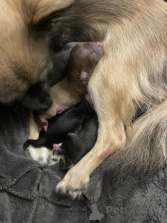 Foto №2 zu Ankündigung № 161375 zu verkaufen chihuahua - einkaufen USA quotient 	ankündigung