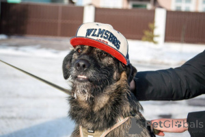 Foto №3. Auf der Suche nach einem Haus in einer sehr Zeitmonya!. Russische Föderation