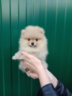 Foto №1. german spitz - zum Verkauf in der Stadt Tula | 361€ | Ankündigung № 5252