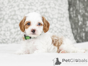 Foto №2 zu Ankündigung № 155607 zu verkaufen labradoodle - einkaufen Österreich quotient 	ankündigung