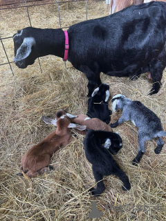 Foto №1.  - zum Verkauf in der Stadt Alabama | verhandelt | Ankündigung № 161736