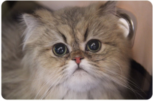 Foto №2 zu Ankündigung № 882 zu verkaufen perserkatze - einkaufen Belgien züchter