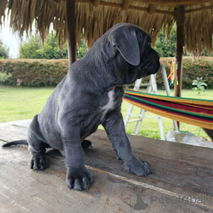 Foto №1. cane corso italiano - zum Verkauf in der Stadt Warschau | verhandelt | Ankündigung № 171210