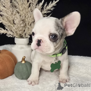 Foto №3. Süß, schick und voller kuscheliger Cocos, die bereit sind, Ihr Herz in echter. Irland