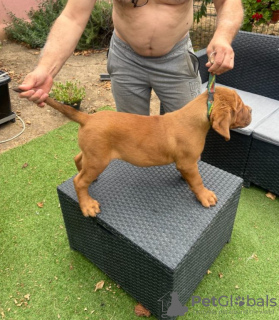 Foto №3. Welpen der Bordeauxdogge. Serbien