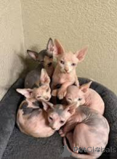Foto №1. sphynx-katze - zum Verkauf in der Stadt Espoo | 500€ | Ankündigung № 171566