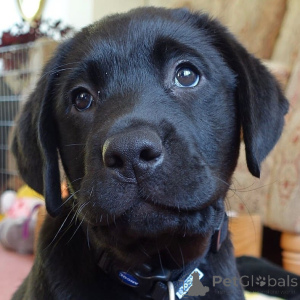 Foto №3. Labrador Retriever-Welpen.. Schweden