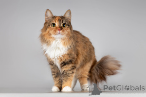 Foto №3. Die schöne Fiona ist in guten Händen.. Russische Föderation