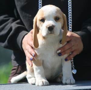 Foto №3. Wunderschönes Mädchen. Beagle. Weißrussland