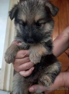 Foto №1. deutscher schäferhund - zum Verkauf in der Stadt Berlin | 350€ | Ankündigung № 142816