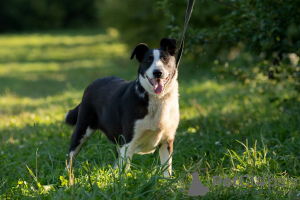 Foto №3. Wunderhund Kiki sucht ein Zuhause.. Russische Föderation