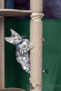 Foto №4. Ich werde verkaufen bengal katzenrasse in der Stadt Minsk. züchter - preis - 375€