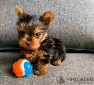 Foto №3. Yorkies-Welpe. USA