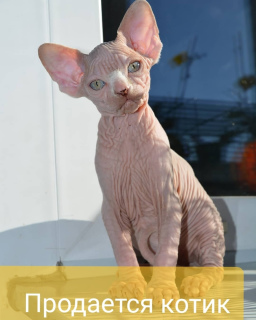 Foto №1. sphynx cat - zum Verkauf in der Stadt St. Petersburg | 281€ | Ankündigung № 2934