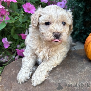 Foto №1. maltipu - zum Verkauf in der Stadt Berlin | 350€ | Ankündigung № 152906