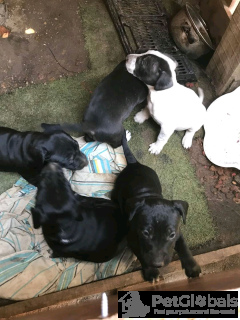 Foto №2 zu Ankündigung № 134572 zu verkaufen bullterrier - einkaufen USA 