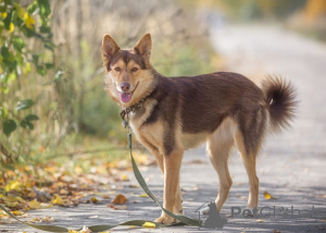 Foto №1. mischlingshund - zum Verkauf in der Stadt Москва | Frei | Ankündigung № 28582
