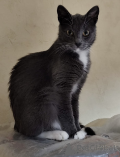 Foto №1.  - zum Verkauf in der Stadt Minsk | Frei | Ankündigung № 157489