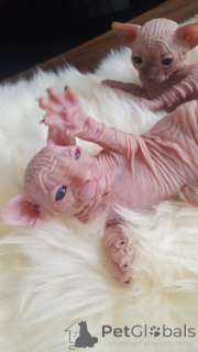 Foto №3. Sphynx-Kätzchen.. Schweden