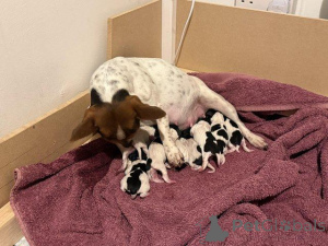 Foto №3. Wir haben Welpen von Jack Russell Bitches, die ein neues 5-Sterne-Zuhause suchen. Großbritannien
