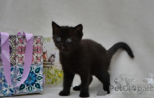 Foto №2 zu Ankündigung № 160414 zu verkaufen maine-coon-katze - einkaufen Deutschland züchter