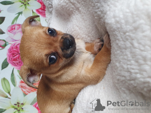 Foto №3. Chihuahua ist der süßeste und klügste Welpe.. Georgien