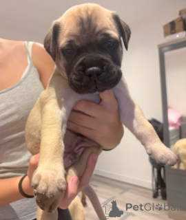 Foto №1. bullmastiff - zum Verkauf in der Stadt Bergheim | verhandelt | Ankündigung № 162368